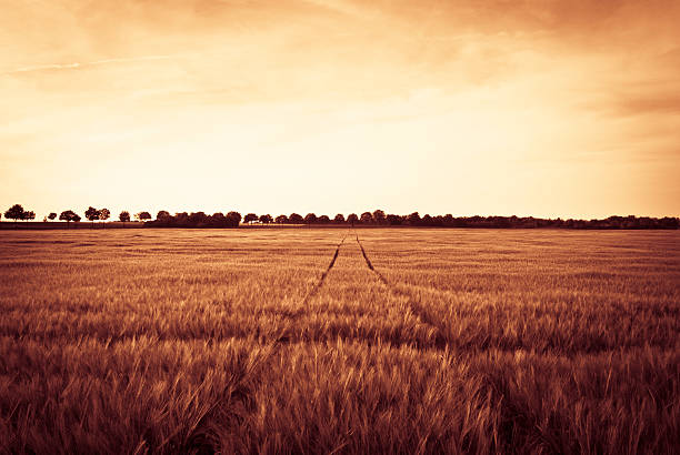 pistas de cruzar weath field at sunset, países bajos - sepia toned field wheat sign fotografías e imágenes de stock