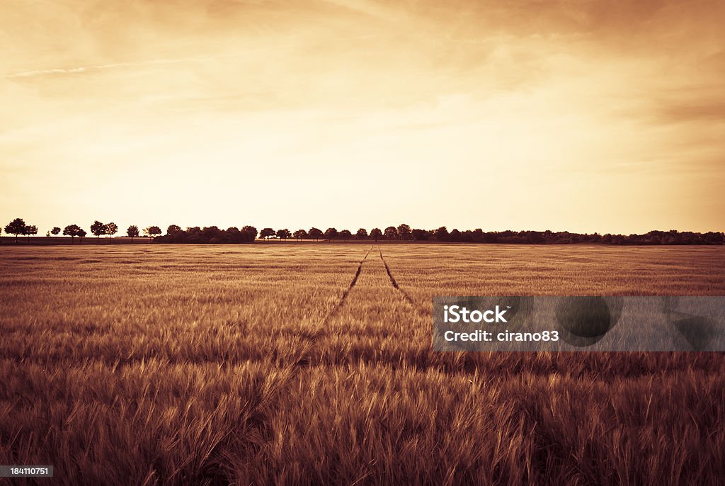 Faixas Weath atravessar um campo ao pôr do sol, Holanda - Foto de stock de Agricultura royalty-free