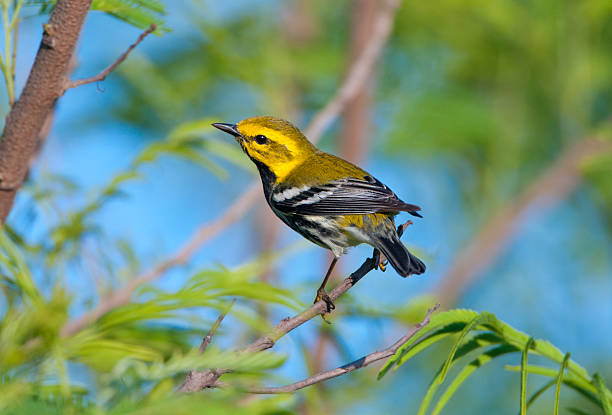 istock Black-throated Greeen Warbler from South Texas 184110929
