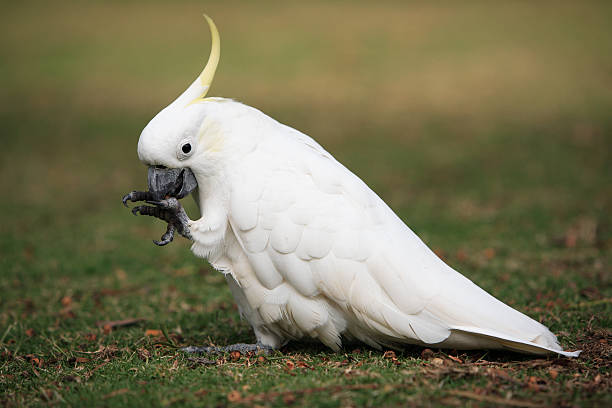 kakadu jedzenie - sulphur crested cockatoo zdjęcia i obrazy z banku zdjęć