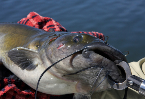 a closeup of a catfish with the lake water in the backgroundPlease take a look at my other fishing photos: