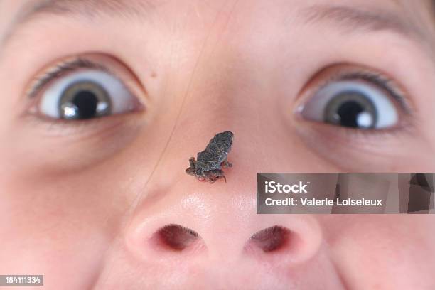 Toad On The Nose Stock Photo - Download Image Now - Adult, Amphibian, Animal