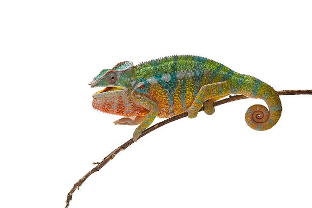 istock Magnificent Panther Chameleon on a branch isolated on white 184111342