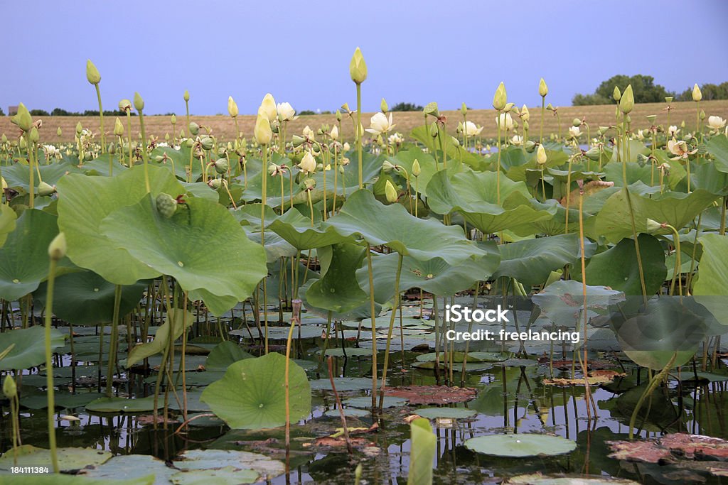 pond with lilypads Fish pond full of blooming lilypads at North Lakes Park in Denton, Texas. Texas Stock Photo