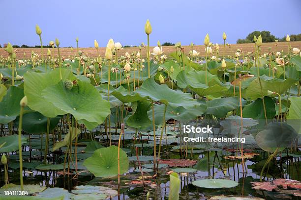 Pond With Lilypads Stock Photo - Download Image Now - Texas, Denton - Texas, Lake