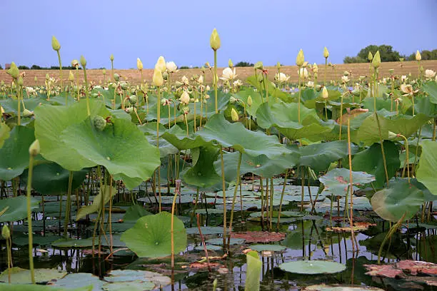 Fish pond full of blooming lilypads at North Lakes Park in Denton, Texas.