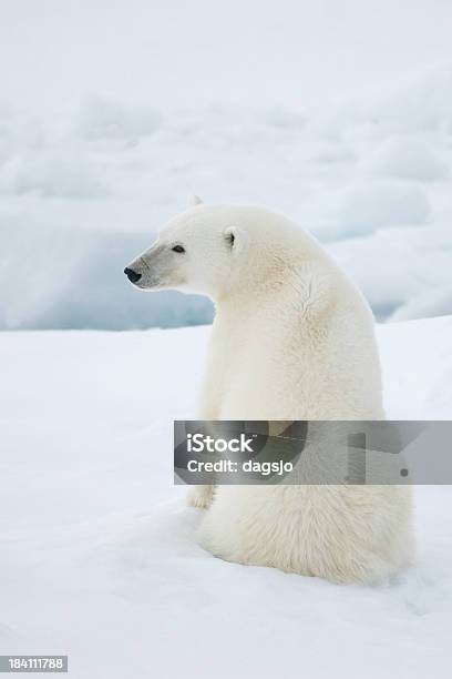 Orso Polare - Fotografie stock e altre immagini di Orso polare - Orso polare, Isole Svalbard, Animale
