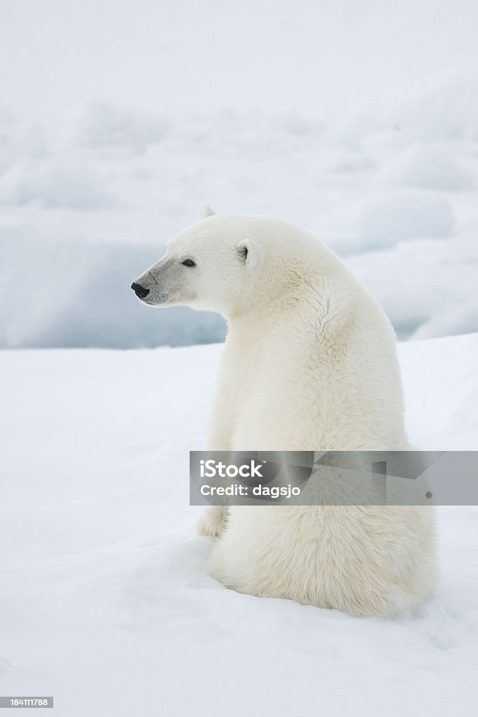 niedźwiedź polarny - Zbiór zdjęć royalty-free (Niedźwiedź polarny)