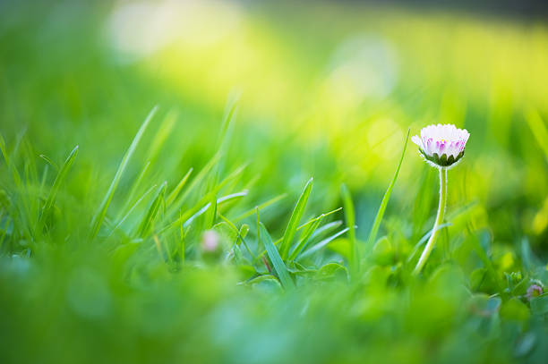 istock Green grass with daisy flower 184111811