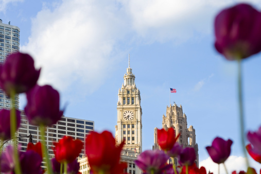 Ornate office buildings on Michigan Avenue downtown Chicago with beautiful tulips in the foreground.