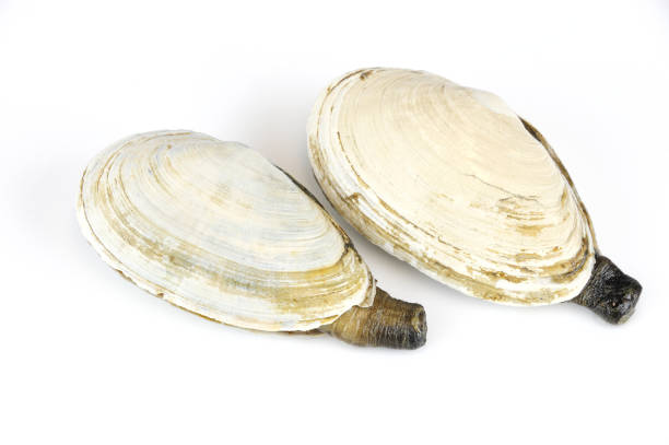 istock close up on seafood geoduck clam isolated on white background 1841119398