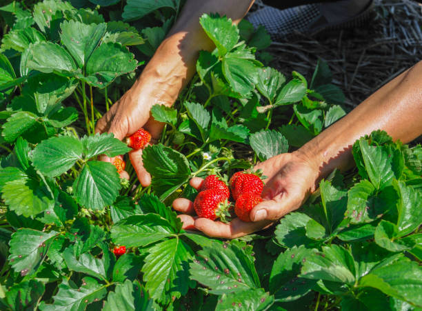istock A man farmer holds strawberry in his hands 1841119401