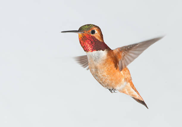 istock Rufous Hummingbird Male - White Background 184111944