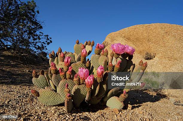 サボテンに Yoshua ツリー国立公園 - サボテンのストックフォトや画像を多数ご用意 - サボテン, 花, アリゾナ州