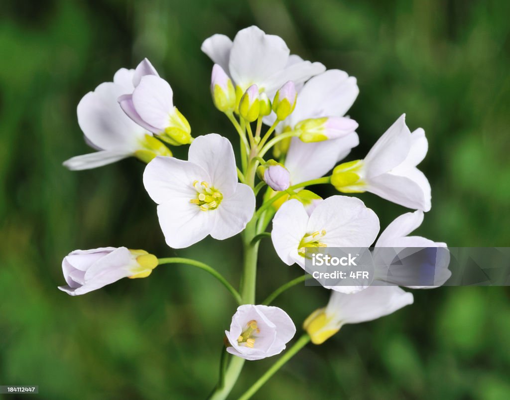 Wild cresciuta bianco fiore, Alpi austriache (XXXL - Foto stock royalty-free di Aconitum carmichaelii