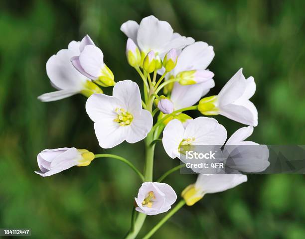 Wild Cresciuta Bianco Fiore Alpi Austriache Xxxl - Fotografie stock e altre immagini di Aconitum carmichaelii - Aconitum carmichaelii, Alpi, Ambientazione esterna