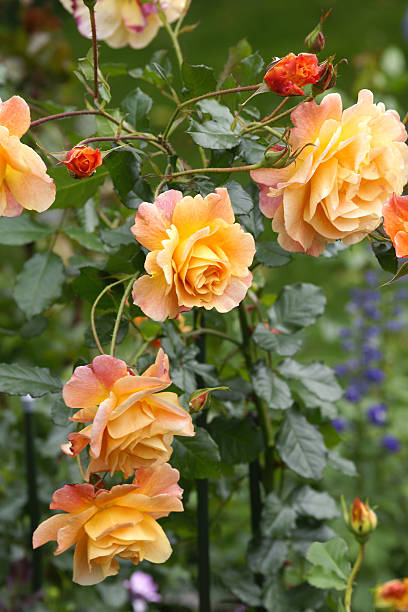 istock Rose flowers Westerland 184112483