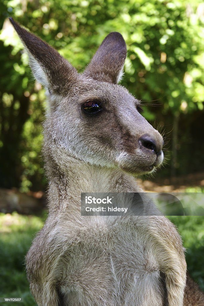 Alerte kangourou - Photo de Animaux à l'état sauvage libre de droits