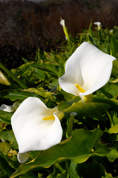 istock Close-up of White Calla Lilies 184112628
