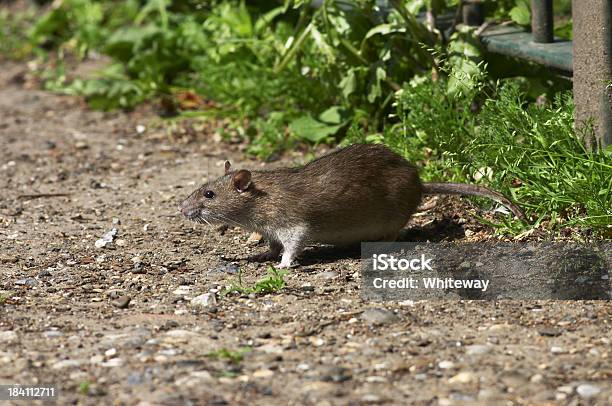 Fat Norway Brown Rat Living On Scraps Rattus Norvegicus Stock Photo - Download Image Now
