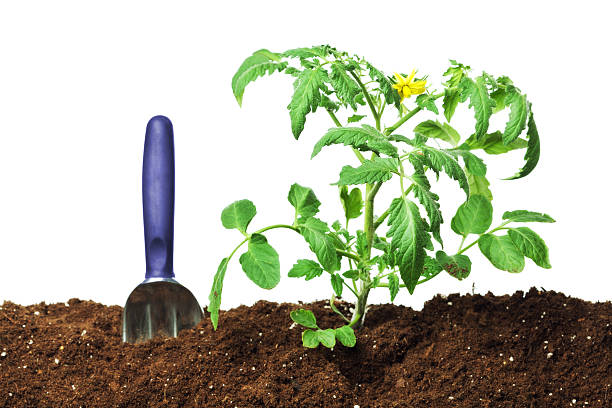 istock Gardening Tool and Tomatoes Nursery Seedling Plant on White Background 184112811