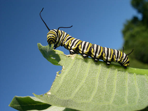 A monarch caterpillar eating a large leaf Monarch caterpillar eatin milkweed monarch butterfly stock pictures, royalty-free photos & images