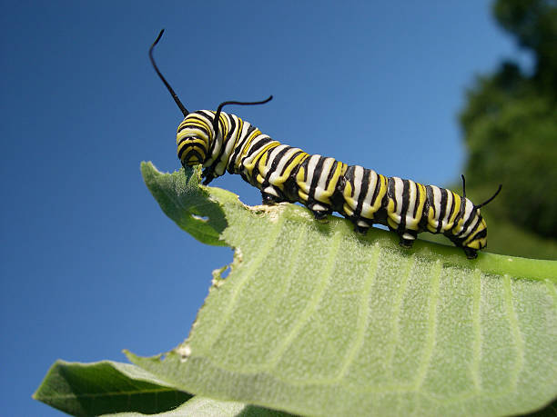 77,427 Caterpillar Stock Photos, Pictures & Royalty-Free Images - iStock | Caterpillar butterfly, Monarch caterpillar, Caterpillar equipment 77,427 Caterpillar Stock Photos, Pictures & Royalty-Free Images - iStock | Caterpillar butterfly, Monarch caterpillar, Caterpillar equipment
