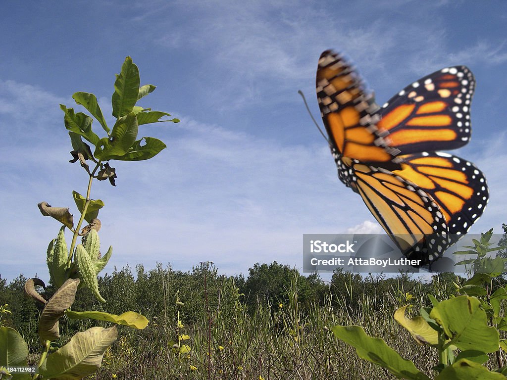 Monarch Butterfly in Flight A flying monarch butterfly in a filed Monarch Butterfly Stock Photo