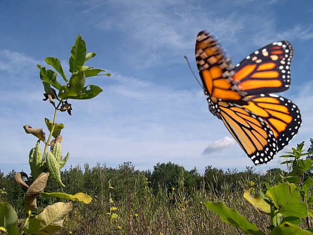 Monarch Butterfly in Flight A flying monarch butterfly in a filed leath stock pictures, royalty-free photos & images