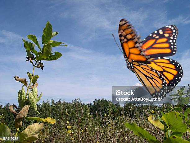 Monarch Butterfly In Flight Stock Photo - Download Image Now - Monarch Butterfly, Milkweed, Flying
