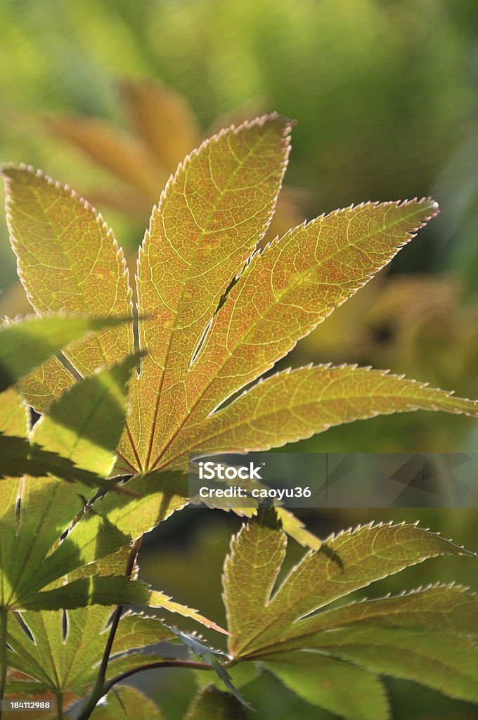 Feuille d'érable - Photo de Arbre libre de droits