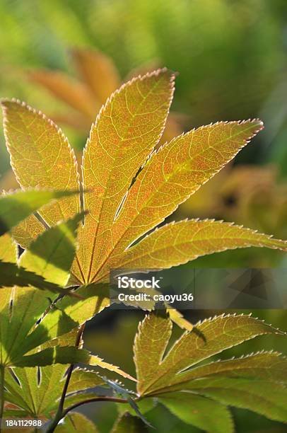 Folha De Bordo - Fotografias de stock e mais imagens de Ao Ar Livre - Ao Ar Livre, Baixo, Beleza natural