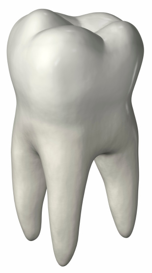 Human tooth (molar).