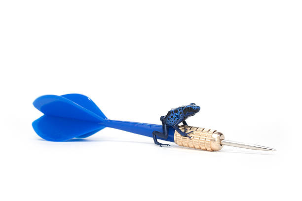 포이즌 개구리, 앉아 던지기 dart - blue poison arrow frog 뉴스 사진 이미지