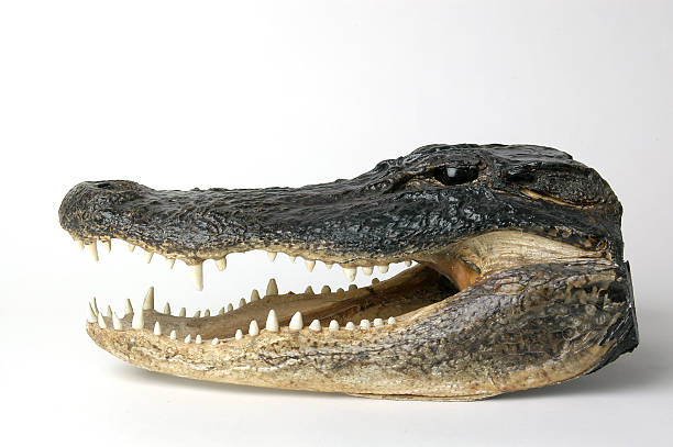 Alligator Head (profile) stock photo