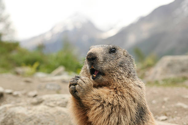 Marmot Eating A marmot eating alpine marmot (marmota marmota) stock pictures, royalty-free photos & images