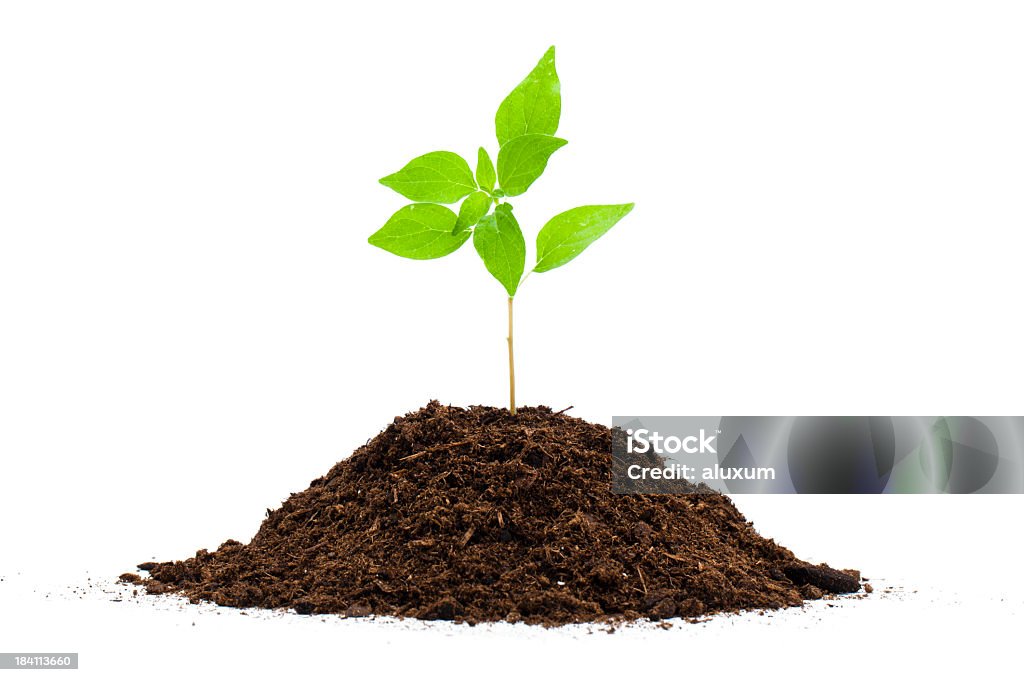 Seedling Green sprout and soil on white background Agriculture Stock Photo