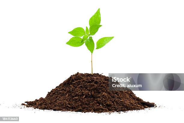 Seedling Stock Photo - Download Image Now - Agriculture, Beginnings, Botany