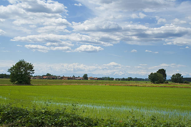 ricefield in north italy