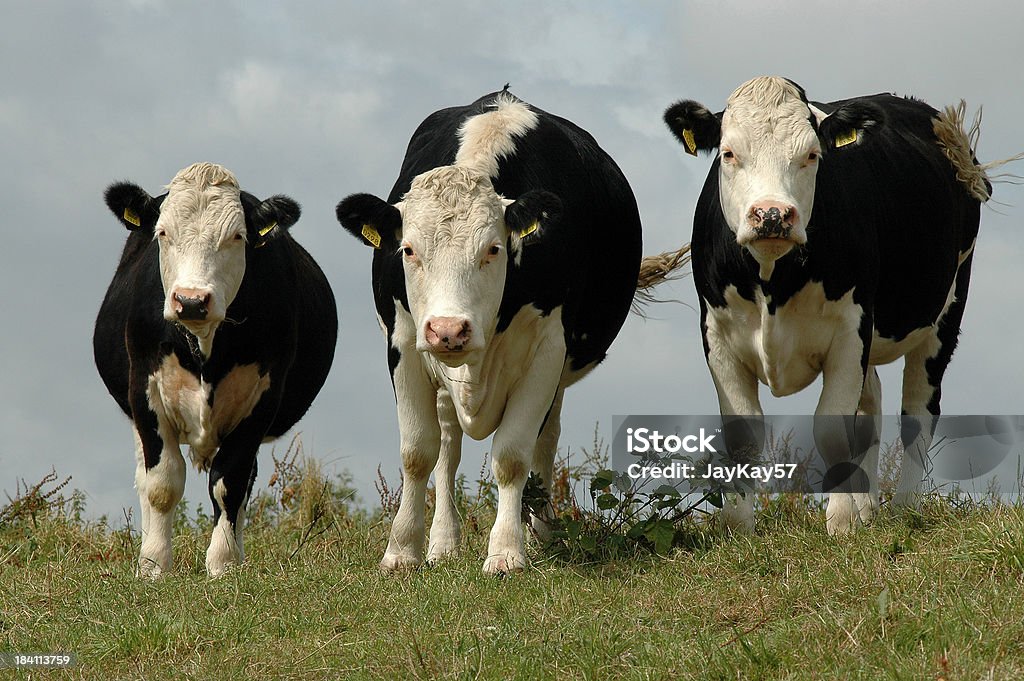 Vacas en un campo de tres - Foto de stock de Concept Does Not Exist libre de derechos