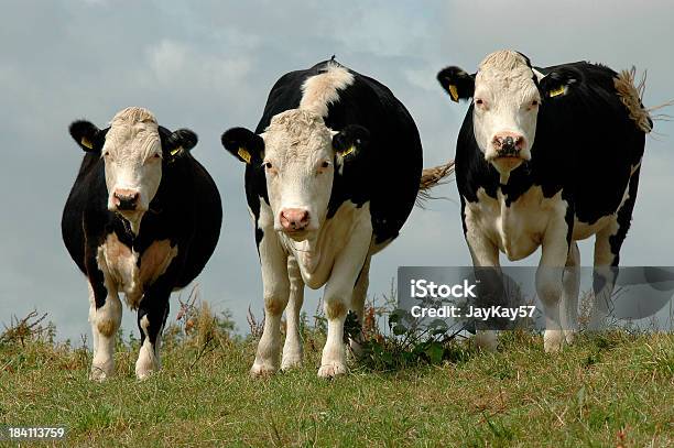Tre Le Mucche In Un Campo - Fotografie stock e altre immagini di Tre animali - Tre animali, Tre oggetti, Vacca