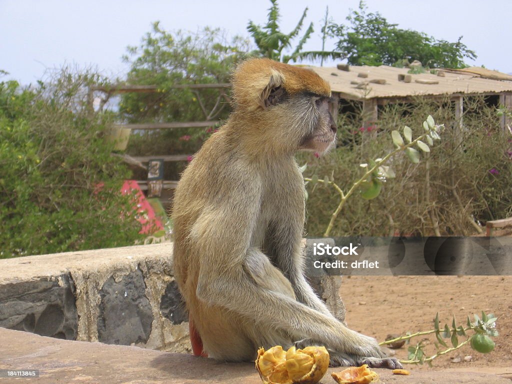 African Monkey - Zbiór zdjęć royalty-free (Senegal)