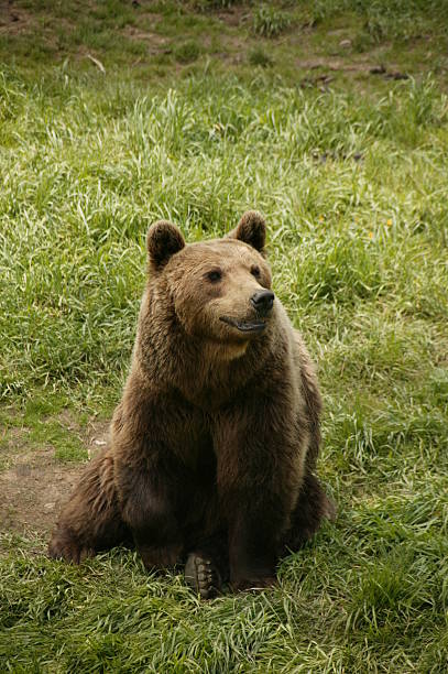 bär in den pyrenäen, frankreich - wildlife tracking tag stock-fotos und bilder