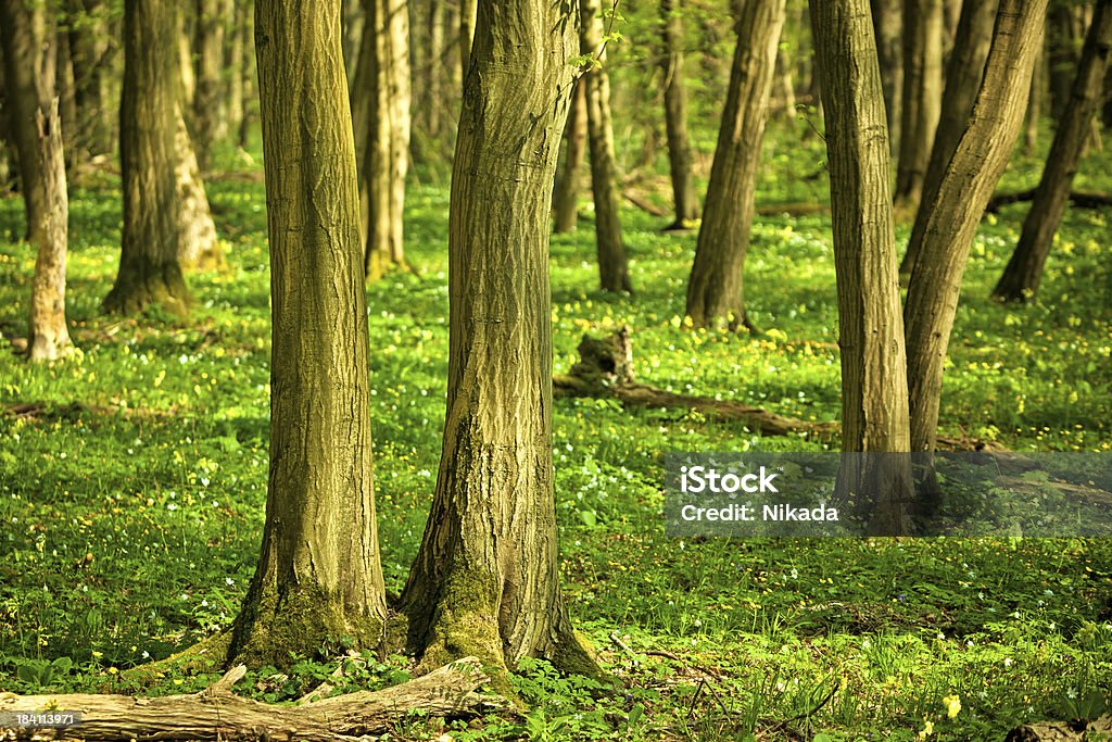Wald - Lizenzfrei Baum Stock-Foto