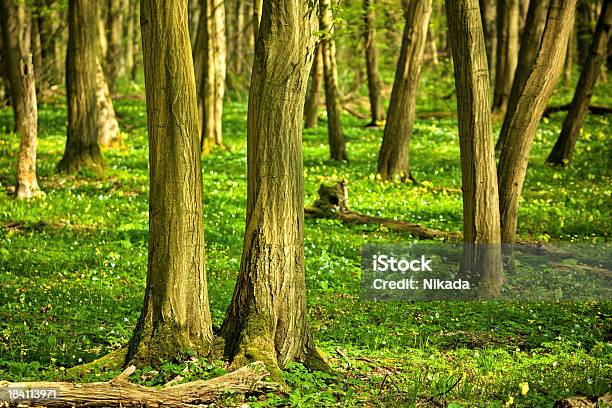 Wald Stockfoto und mehr Bilder von Baum - Baum, Blatt - Pflanzenbestandteile, Buche