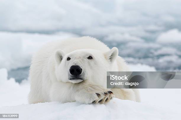 Photo libre de droit de Ours Polaire banque d'images et plus d'images libres de droit de Ours polaire - Ours polaire, Arctique, Archipel du Svalbard