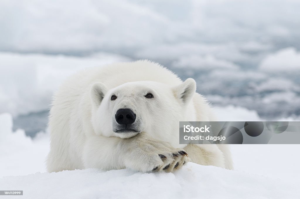 Orso polare - Foto stock royalty-free di Orso polare