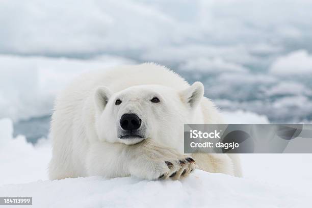Orso Polare - Fotografie stock e altre immagini di Orso polare - Orso polare, Circolo Artico, Isole Svalbard