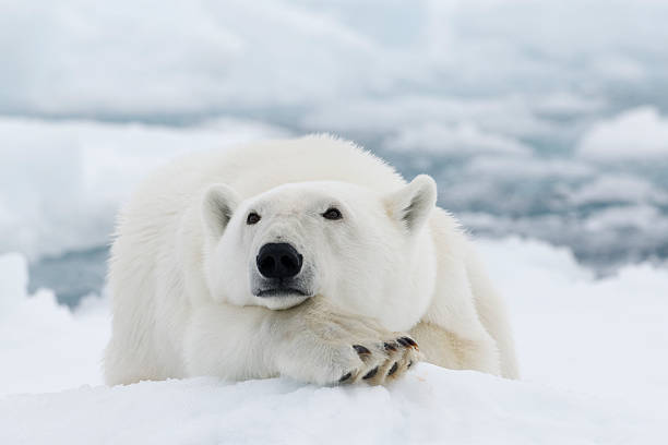 Polar bear "Polar bear in Svalbard, Arctic." polar bear stock pictures, royalty-free photos & images