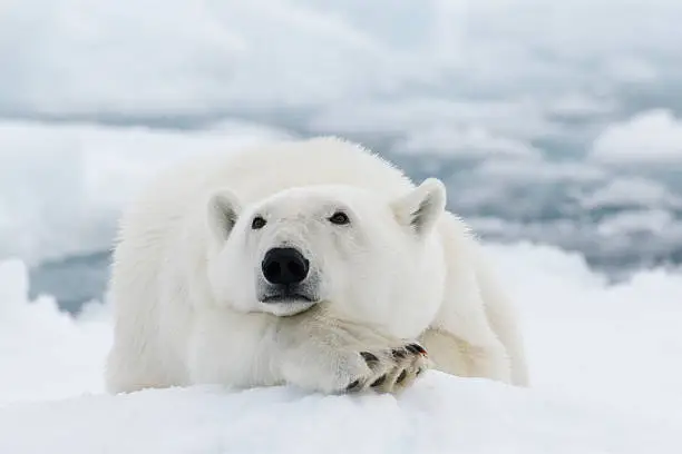 "Polar bear in Svalbard, Arctic."